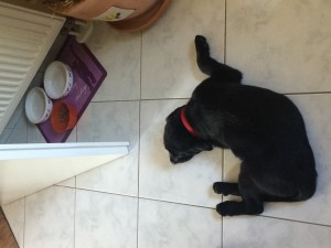 fiete-vor-katzennapf