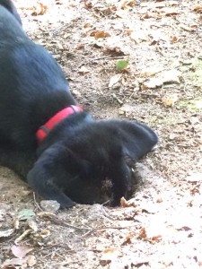Fiete_im_Wald1
