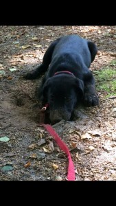 Fiete_im_wald