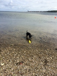 Fiete im Wasser