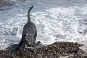 fiete-am-Strand-9905