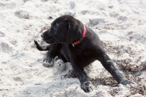 fiete-am-Strand-9916