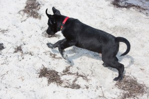 fiete-am-Strand-9929