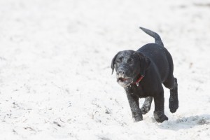 fiete-am-Strand-9949