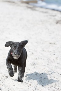 fiete-am-Strand-9958