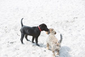 fiete-am-Strand-9988