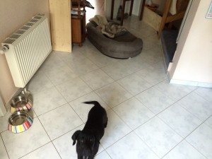 fiete_bett_verschleppt