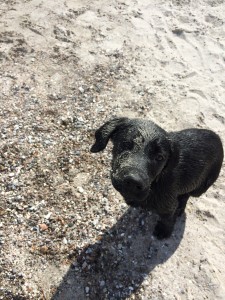 sandfieteJPG
