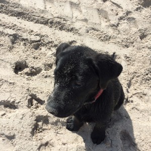 schneehund_im_sand