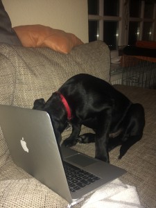 bloggerfiete