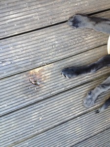 snack_terrasse