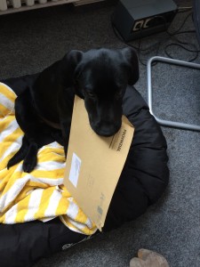 Fiete bei der Arbeit im Büro