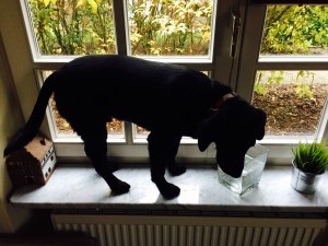 fiete-fensterbank